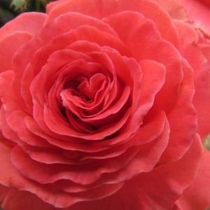 Ružičasta - Ruža - Mystic Glow™ - 